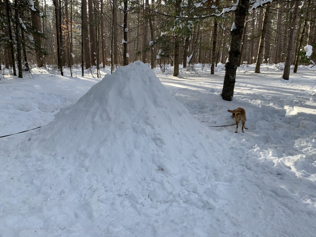 A dog standing next to a pile of snow waiting to be dug out,