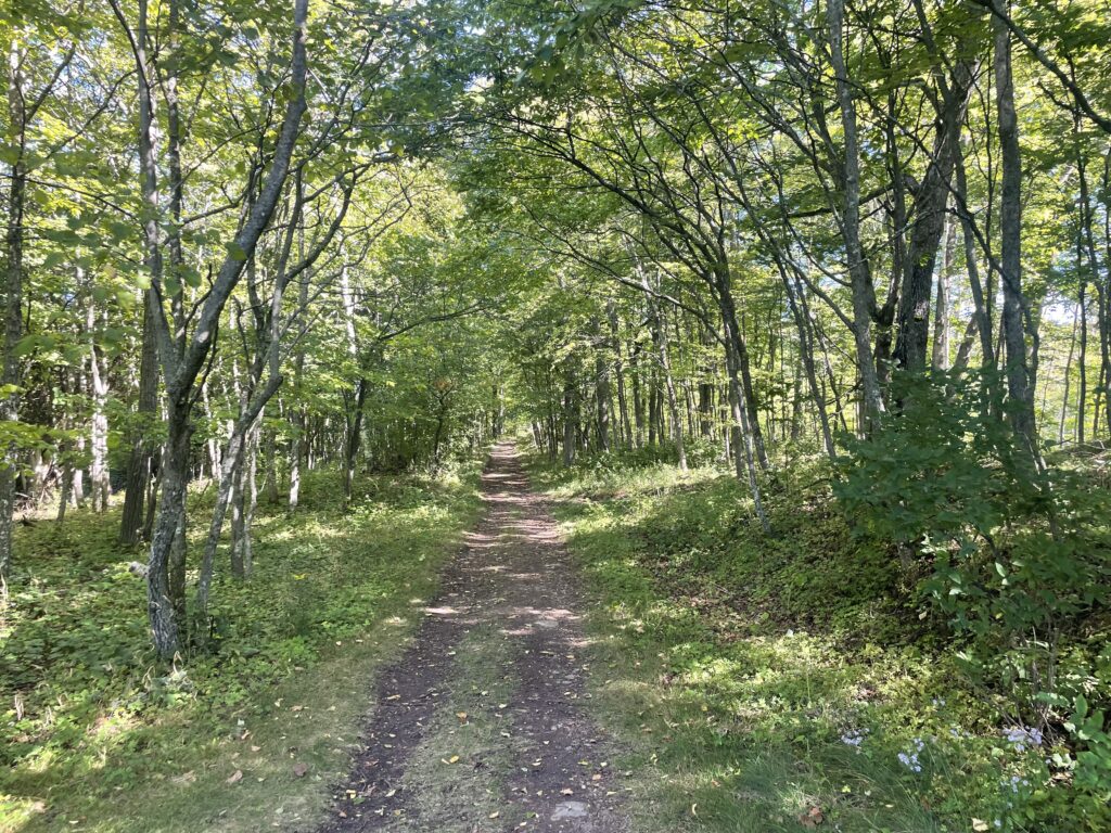 An empty trail through a verdant wood.