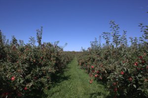 Honeycrisp orchard, my favorite apple